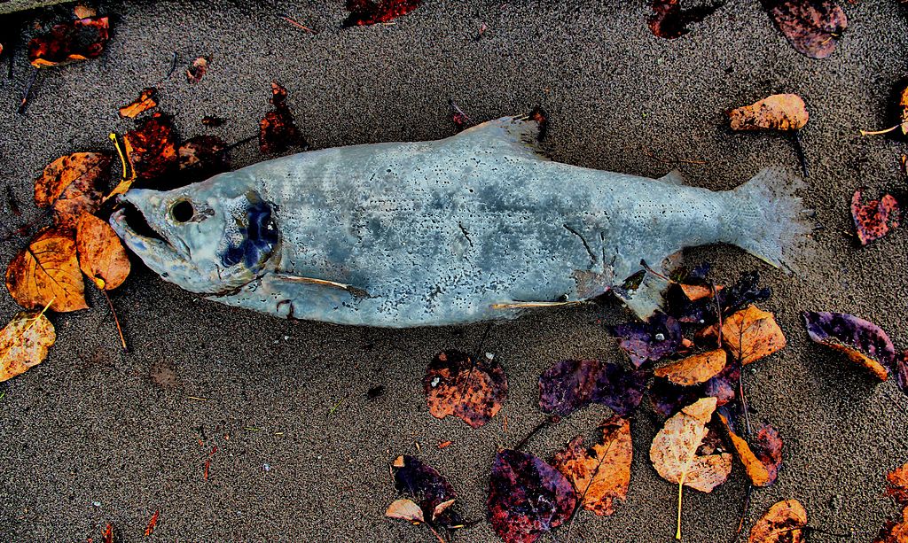 Salmon are born in freshwater streams, grow large in the ocean, then return to their natal streams to spawn and expire. (Image by Todd Gordon Brown via Wikimedia Commons )