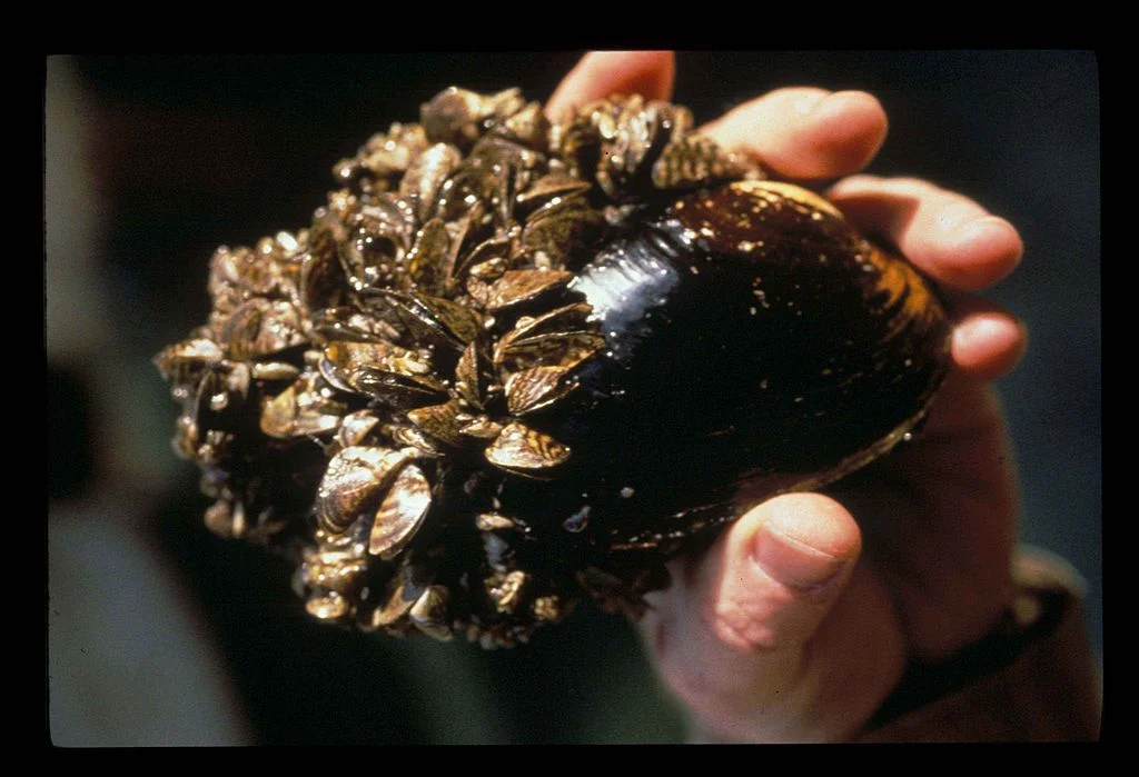 Zebra mussels grow on any hard surface they can find, even other mussels. (Image by U.S. Fish and Wildlife Service via Wikimedia Commons )