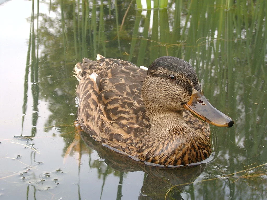 Mallard ducks can live in almost any kind of slow-moving aquatic habitat, including ponds, marshes, floodplains, and many other places. (Image by Carsten Niehaus via Wikimedia Commons )