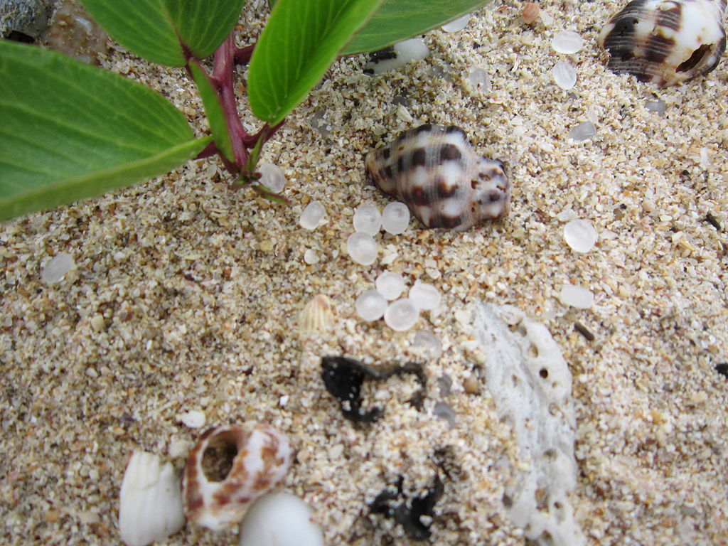 Microplastic pollution is an environmental issue in both marine and freshwater environments. (Image by Wright via Wikimedia Commons )