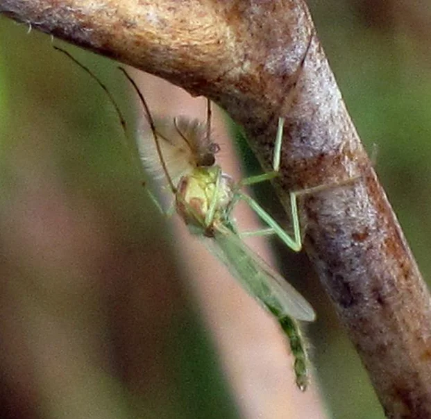 Many insects that spend their immature life stages underwater emerge to live in the terrestrial environment as adults. (Original image by Bj.schoenmakers via Wikimedia Commons )