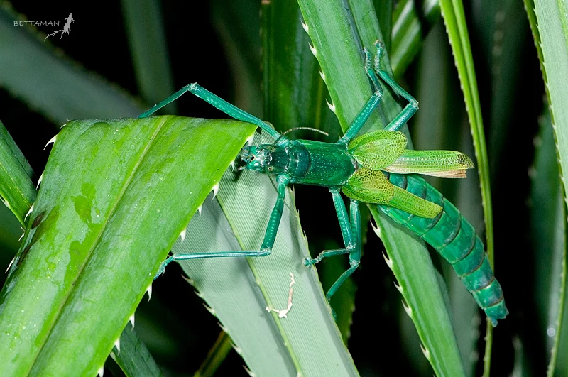 Adult Megacrania tsudai on screw pine leaves in Taiwan; screw pine leaves are a primary food source for the insect. (Image by Bettaman via Flickr )