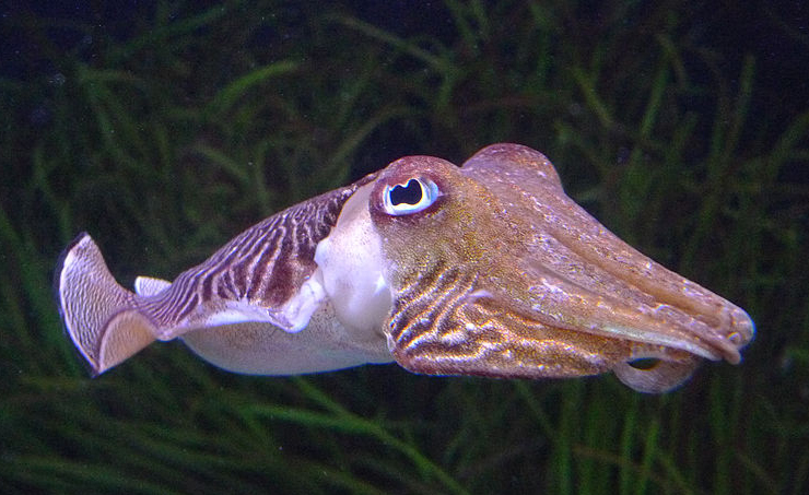 Common cuttlefish ( Sepia officinalis ) can grow to be up to two feet long . (Image by David Sim via Wikimedia Commons )
