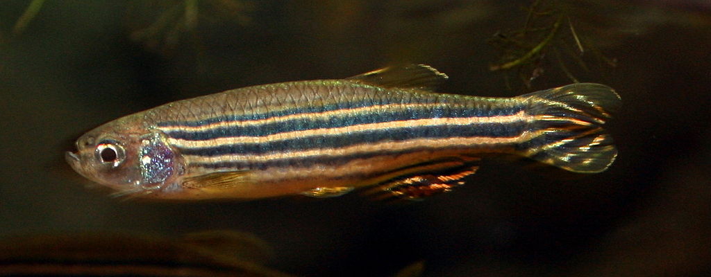 Zebrafish, like many other animals, sometimes exhibit cannibalism. (Image by Soulkeeper via Wikimedia Commons )