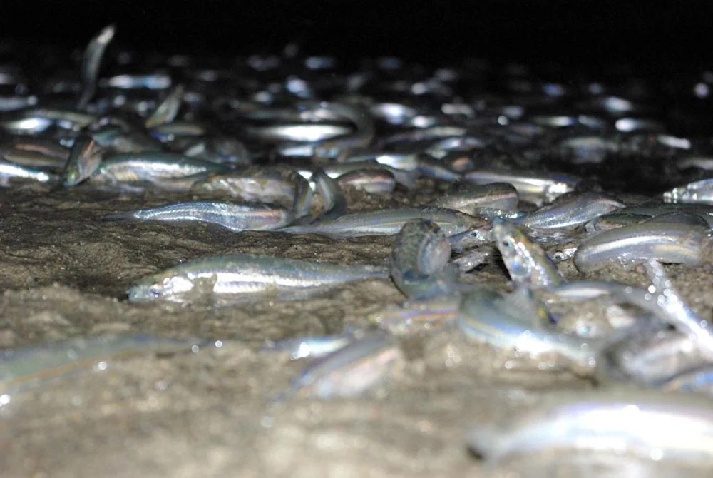 California grunion spawn on sandy beaches during the three or four nights surrounding full and new moons, when high tides are highest. (Image by arne heijenga via Flickr )