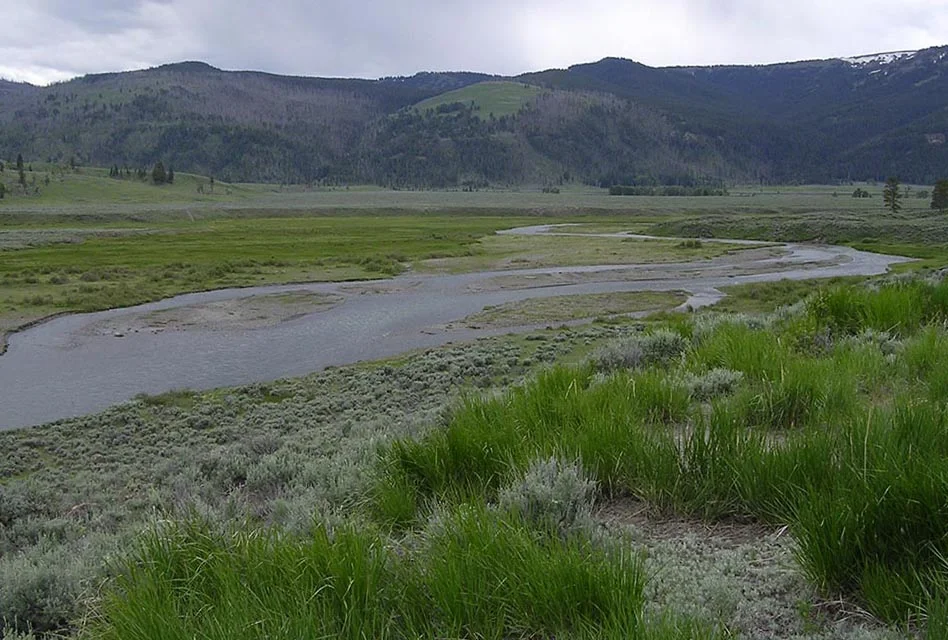 Meandering stream and wide floodplain in Yellowstone National Park with almost no riparian trees. (Image by Emily Benson)