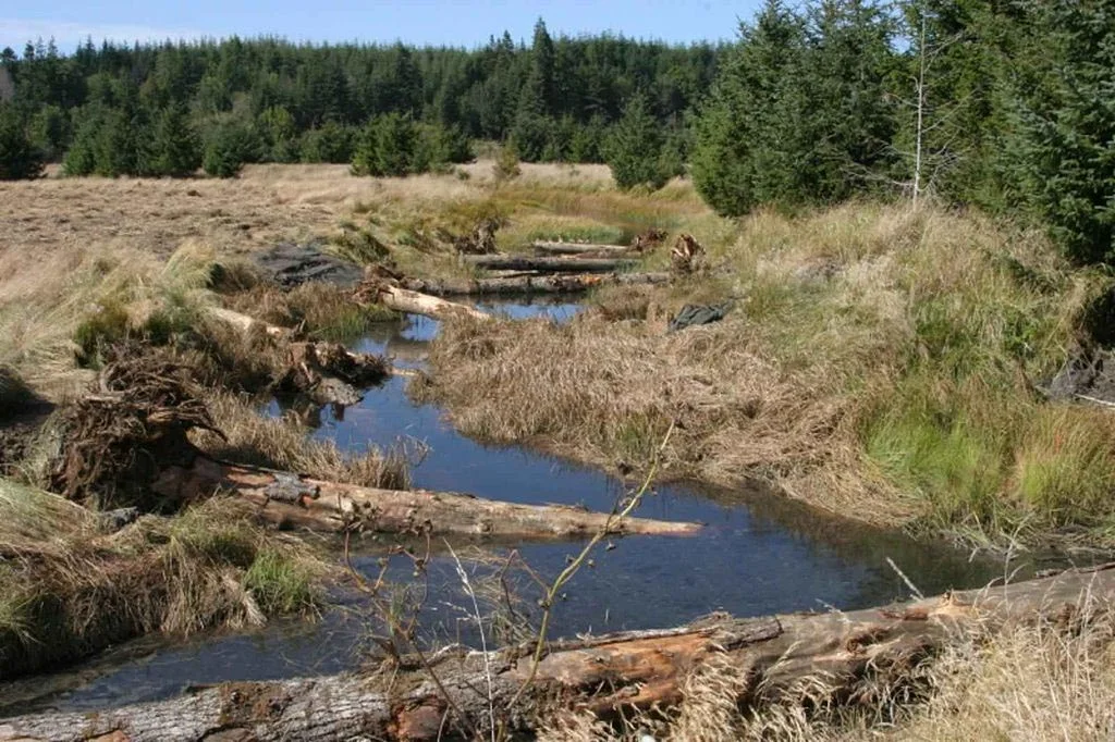 Pieces of large woody debris were added to a stream in Bandon Marsh National Wildlife Refuge on the Oregon coast in an effort to improve fish habitat. (Image by U.S. Fish & Wildlife Service via Wikimedia Commons )