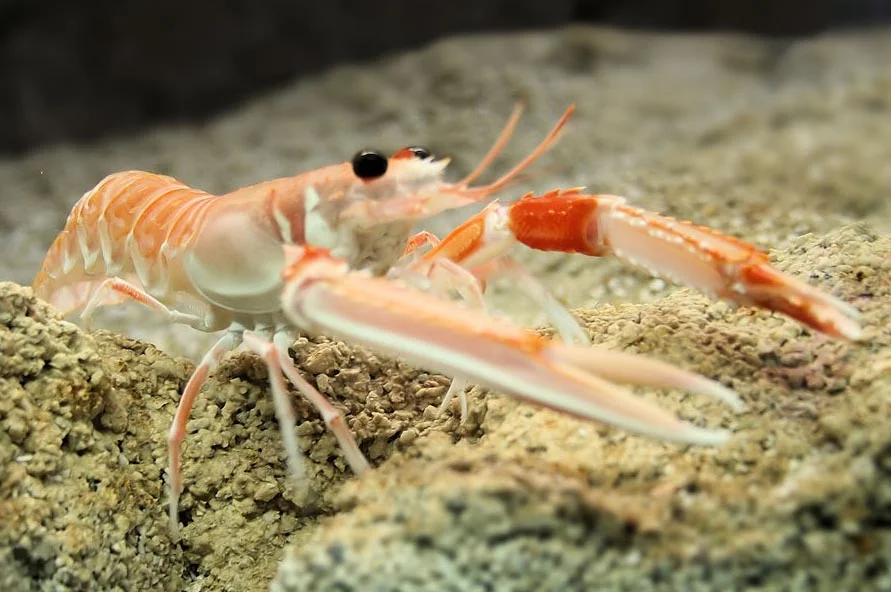 Norway lobsters are typically about seven to eight inches long, including claws and tail. (Image by Hans Hillewaert via Wikimedia Commons )