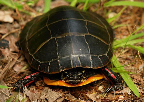 Researchers studied four turtle species in Lake Opinicon, in southeastern Ontario, Canada, including the painted turtle. (Image by Micheal Jewel via Flickr )