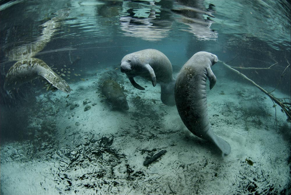 Florida manatees at Crystal River National Wildlife Refuge , located on central Florida's gulf coast. (Image by U.S. Fish & Wildlife Service/David Hinkel via Flickr )