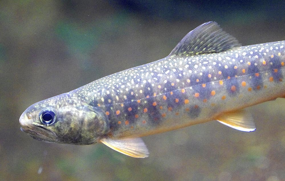 Dolly Varden appear to base their migration timing on when salmon are migrating rather than on environmental cues. (Image by cinaflox via Flickr )