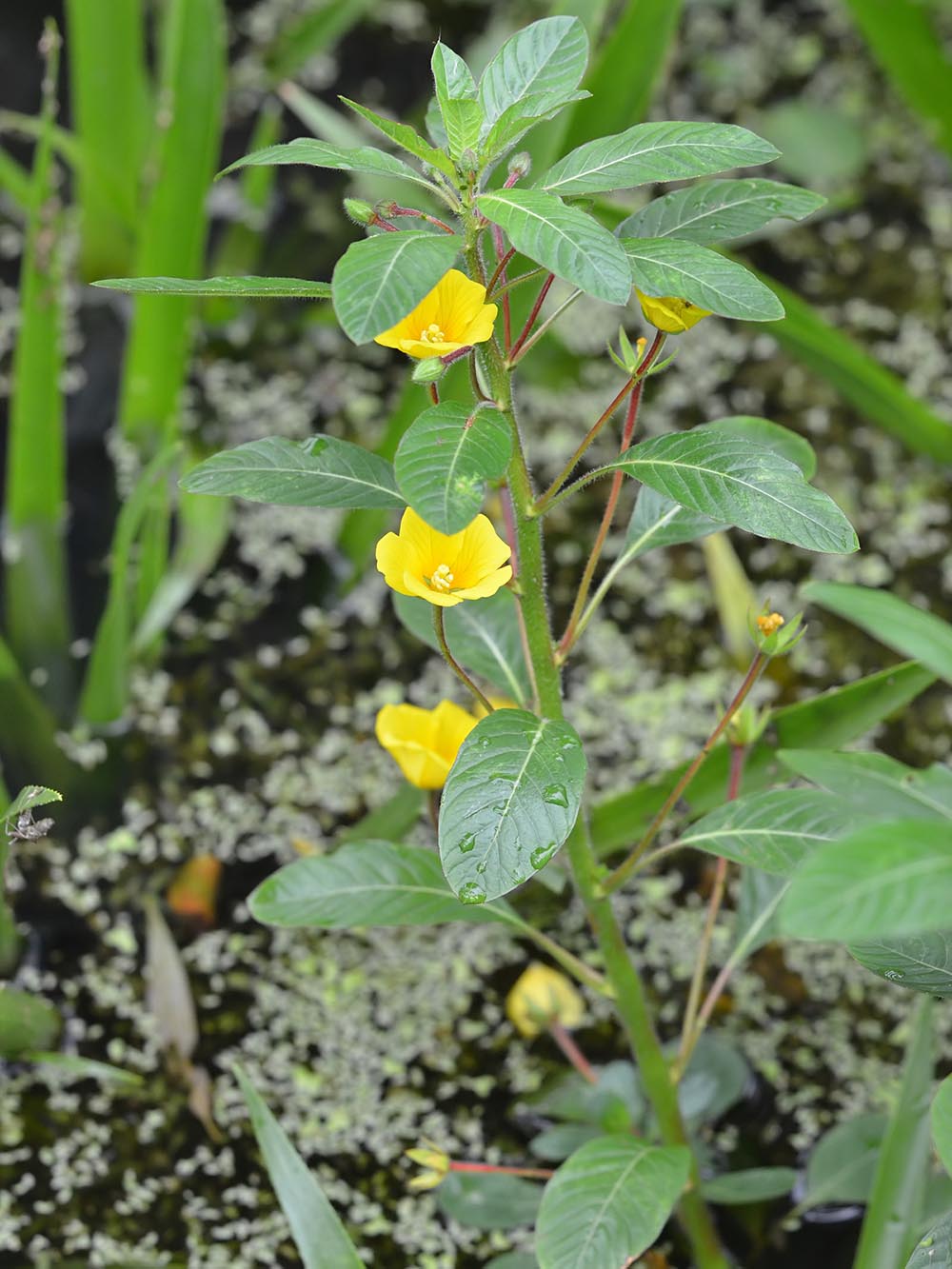 Seeds from Ludwigia grandiflora , or water primrose, were better able to survive waterfowl digestion than the seeds of other aquatic plants. (Image by bathyporeia via Flickr )