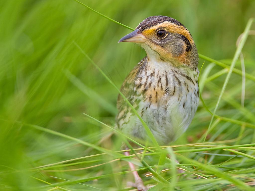 Saltmarsh sparrows are four to five inches long, and weigh less than an ounce. (Image by nebirdsplus via Flickr )