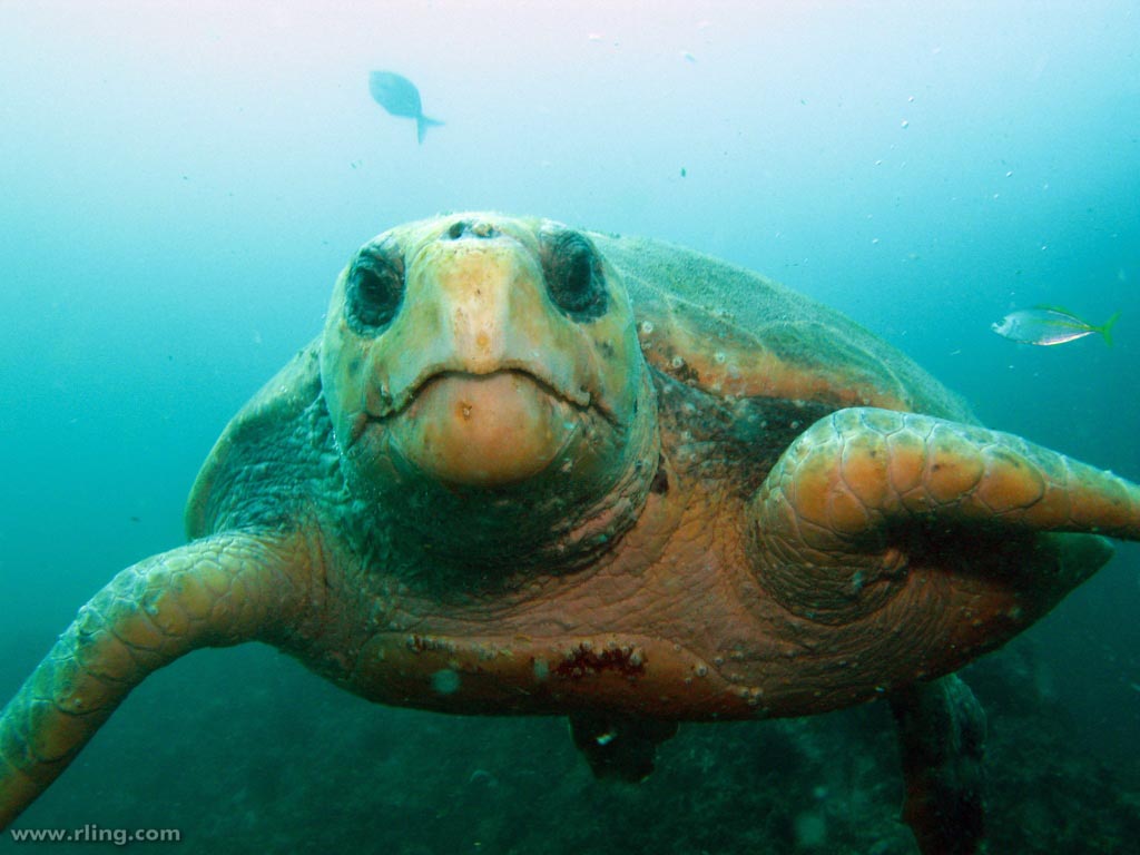 Loggerhead sea turtles are typically about three feet long and weigh about 250 pounds. (Image by Richard Ling via Flickr /Creative Commons license)