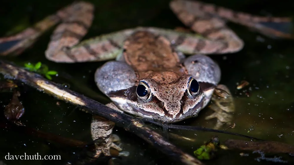 An adult wood frog showing off inflated vocal sacs. (Image by Dave Huth via Flickr /Creative Commons license)