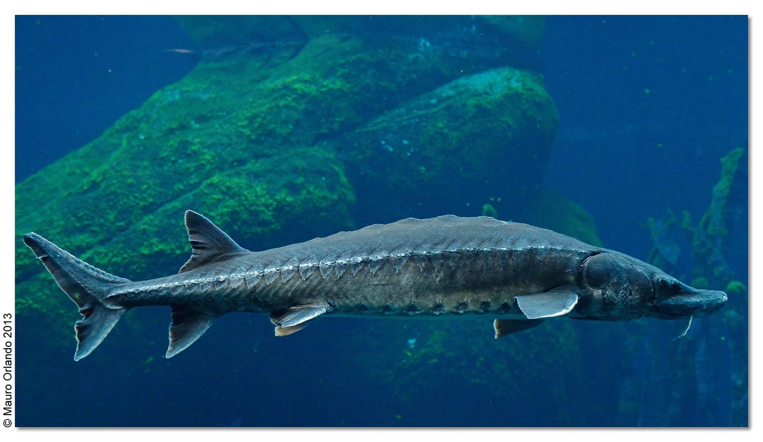 As a species, Atlantic sturgeon were swimming under the waves when dinosaurs walked the Earth, more than 120 million years ago. (Image by Mauro Orlando via Flickr /Creative Commons license)