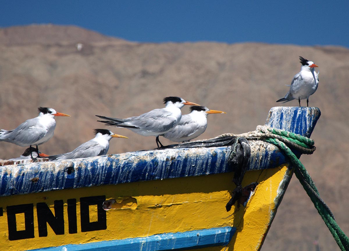 A group of elegant terns on a fishing boat in Chile. (Original image by tk-link via Flickr /Creative Commons license)