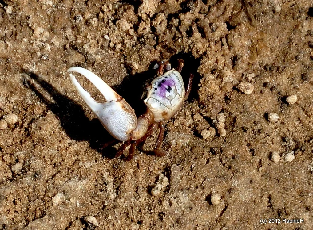 A male sand fiddler crab will try to attract females to its breeding burrow by waving its large claw in circles above its body. (Image by Rachid H via Flickr /Creative Commons license)