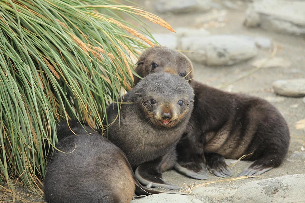 Antarctic fur seal pups at Salisbury Plain, on South Georgia Island, in the southern Atlantic Ocean. (Image by Liam Quinn via Flickr /Creative Commons license)