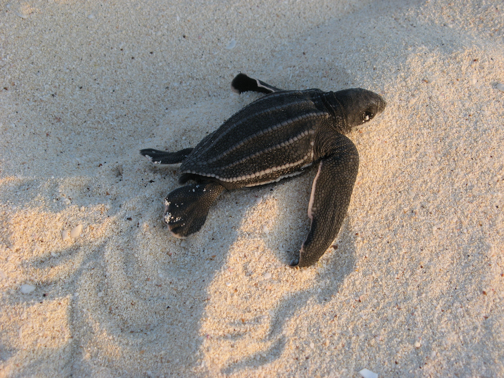 A leatherback hatchling makes its way to the ocean. (Image by Ken Clifton via Flickr ; creative commons license)