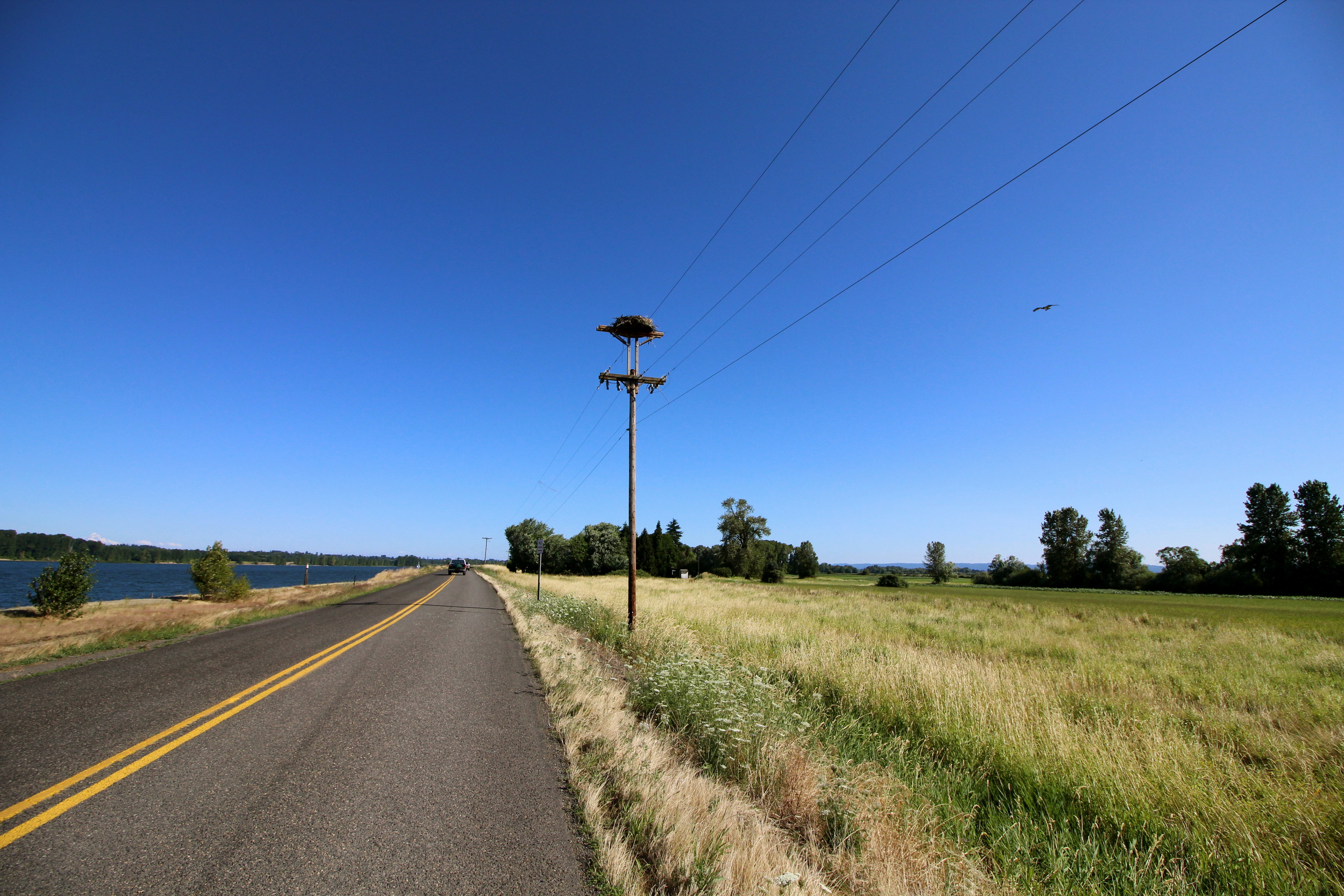 Osprey nest- Oregon