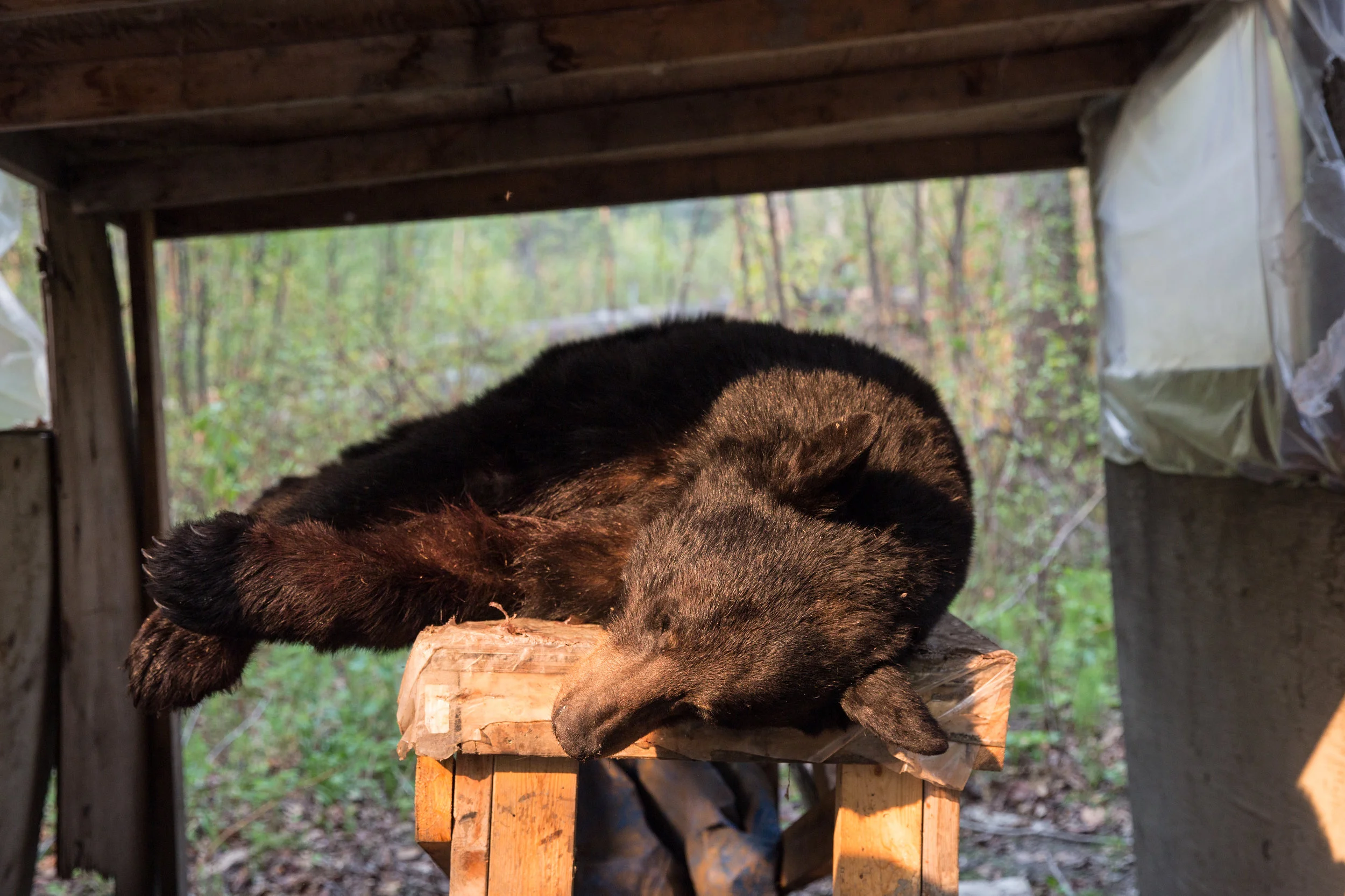 christie-lynn-caputo-athabasca bear hunt-2016-030.jpg