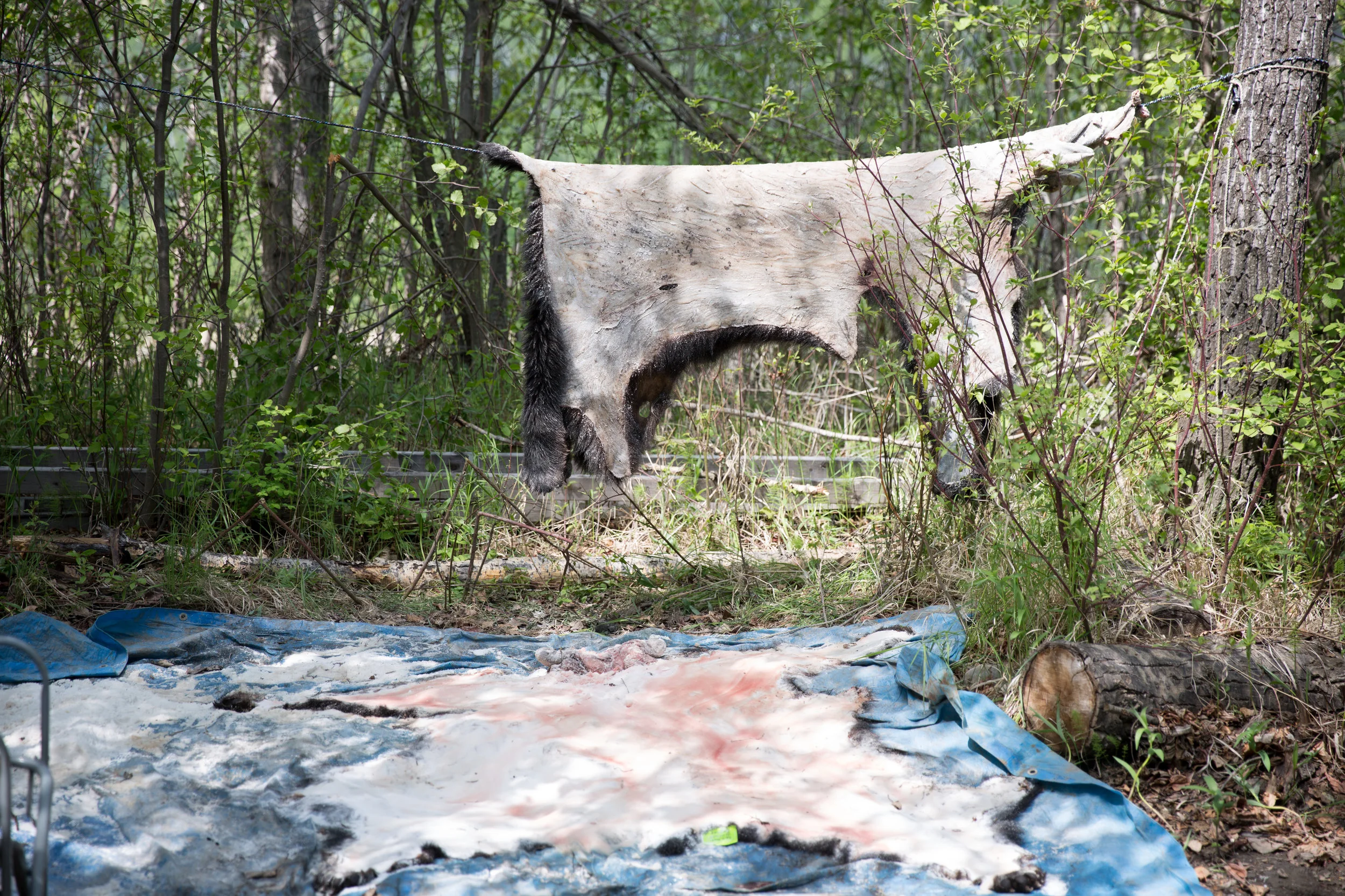 christie-lynn-caputo-athabasca bear hunt-2016-037.jpg