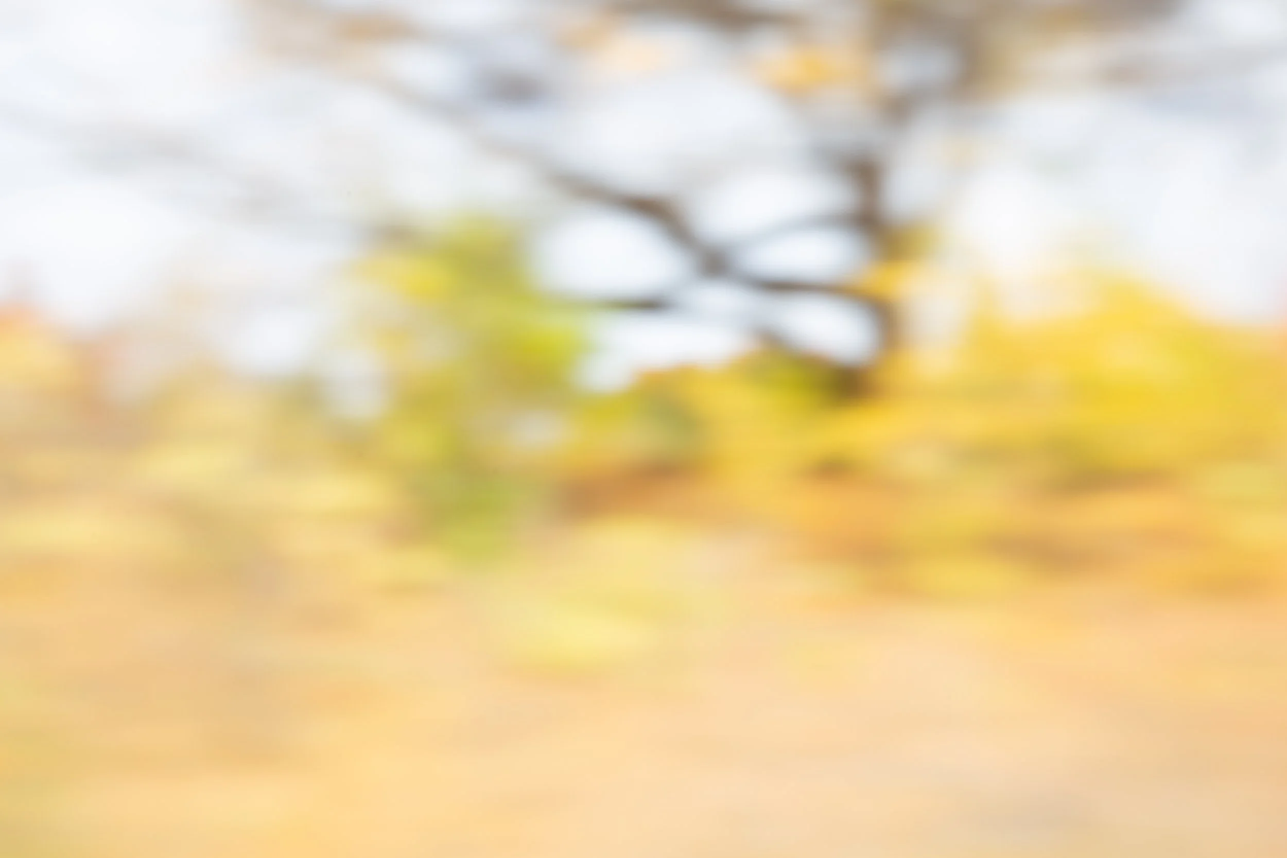 autumnal-blurscapes-2023-10.jpg