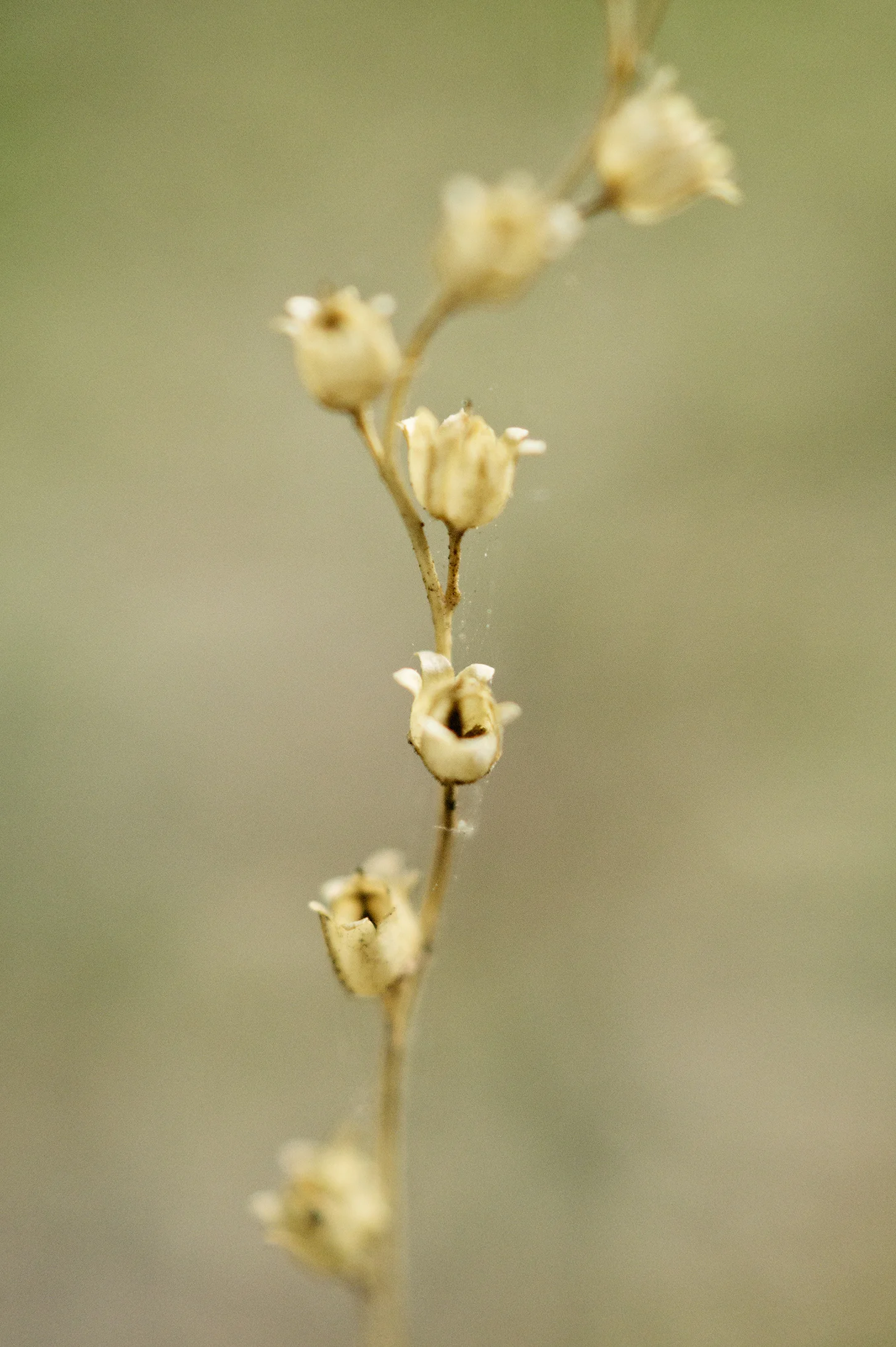 BLM0087LR.jpg