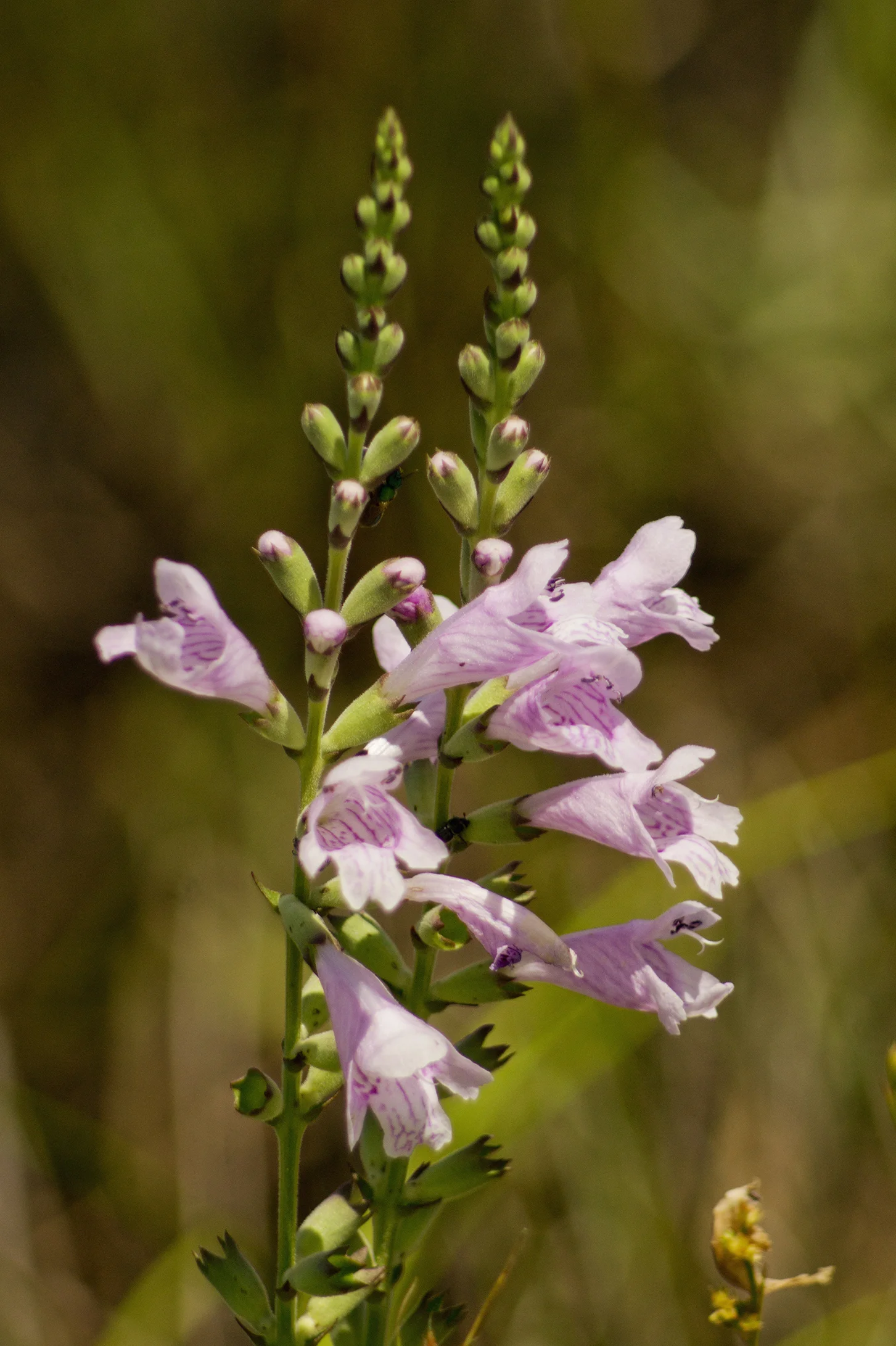 BLM0096LR.jpg