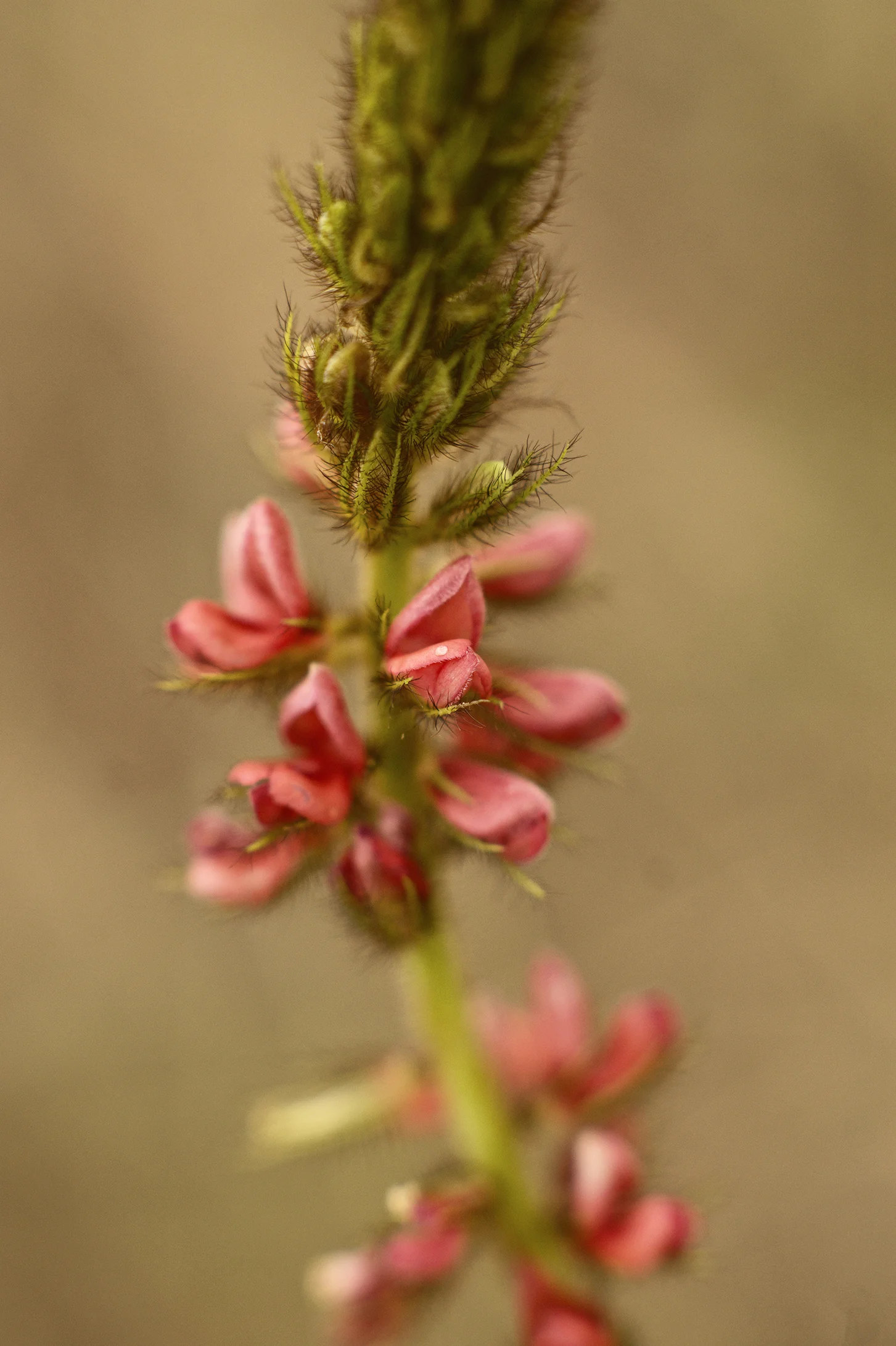 BLM0048LR.jpg