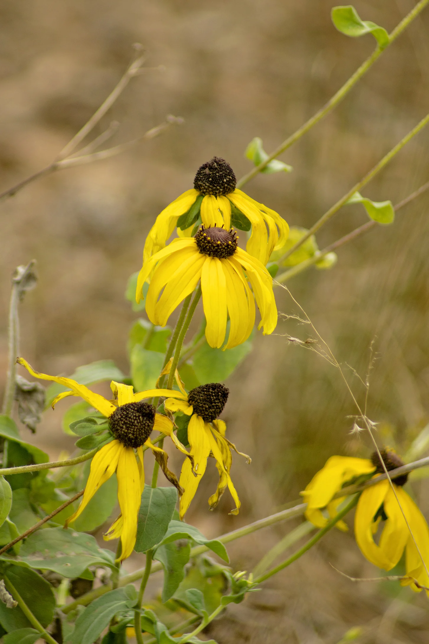 BLM0049LR.jpg