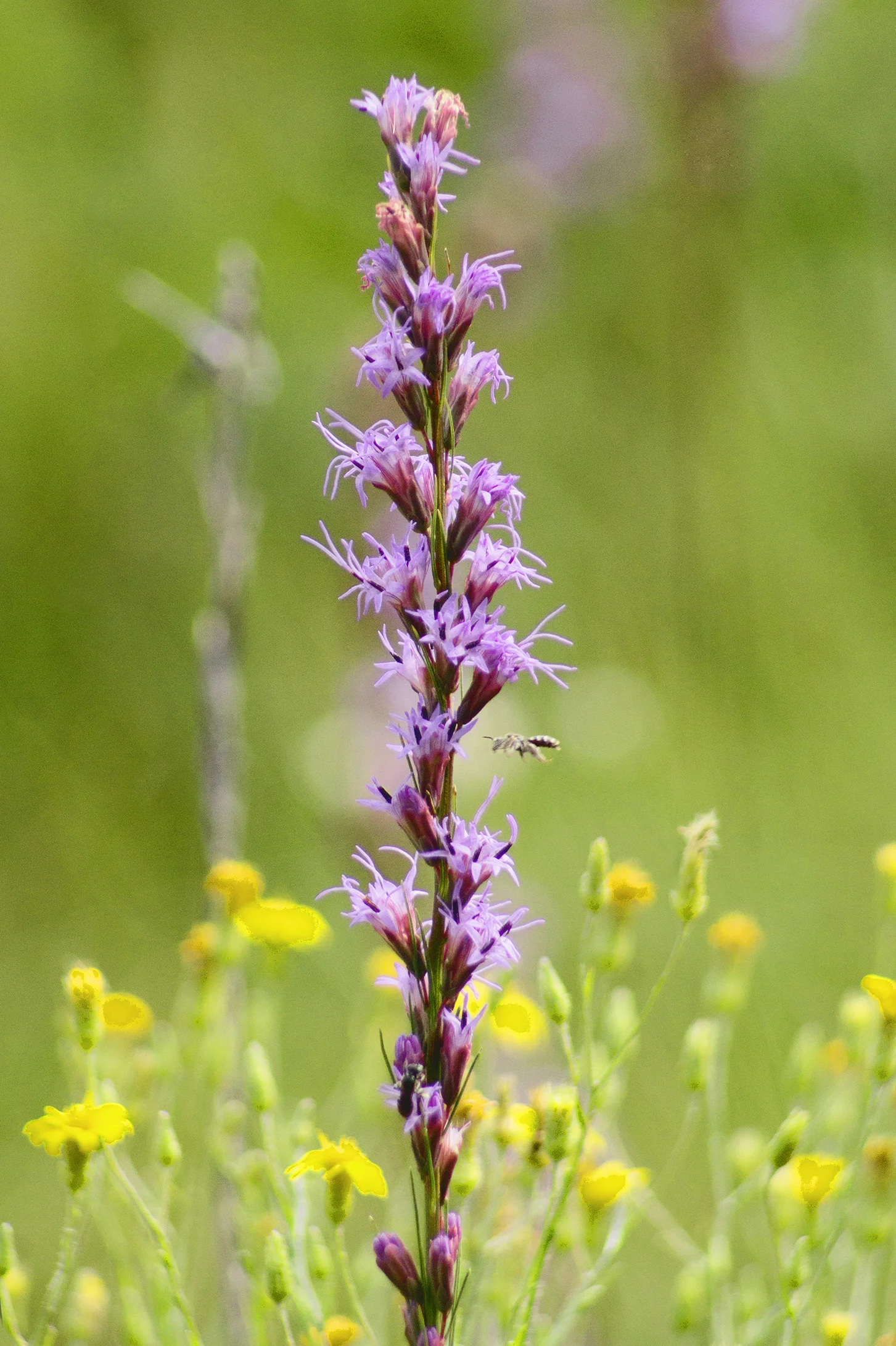 BLM0104LR.jpg