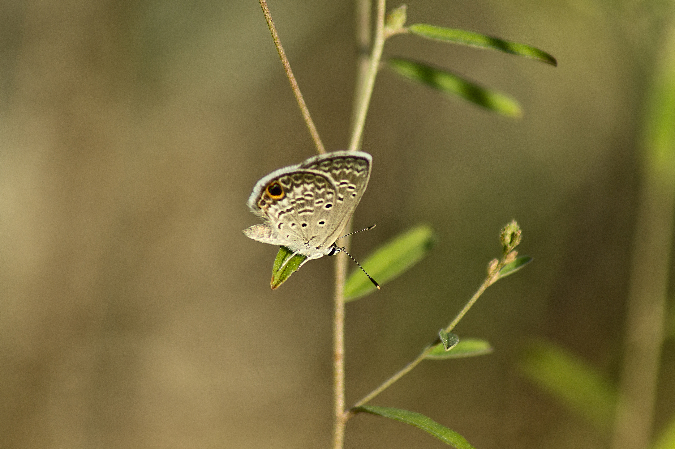 CHB0003LR.jpg
