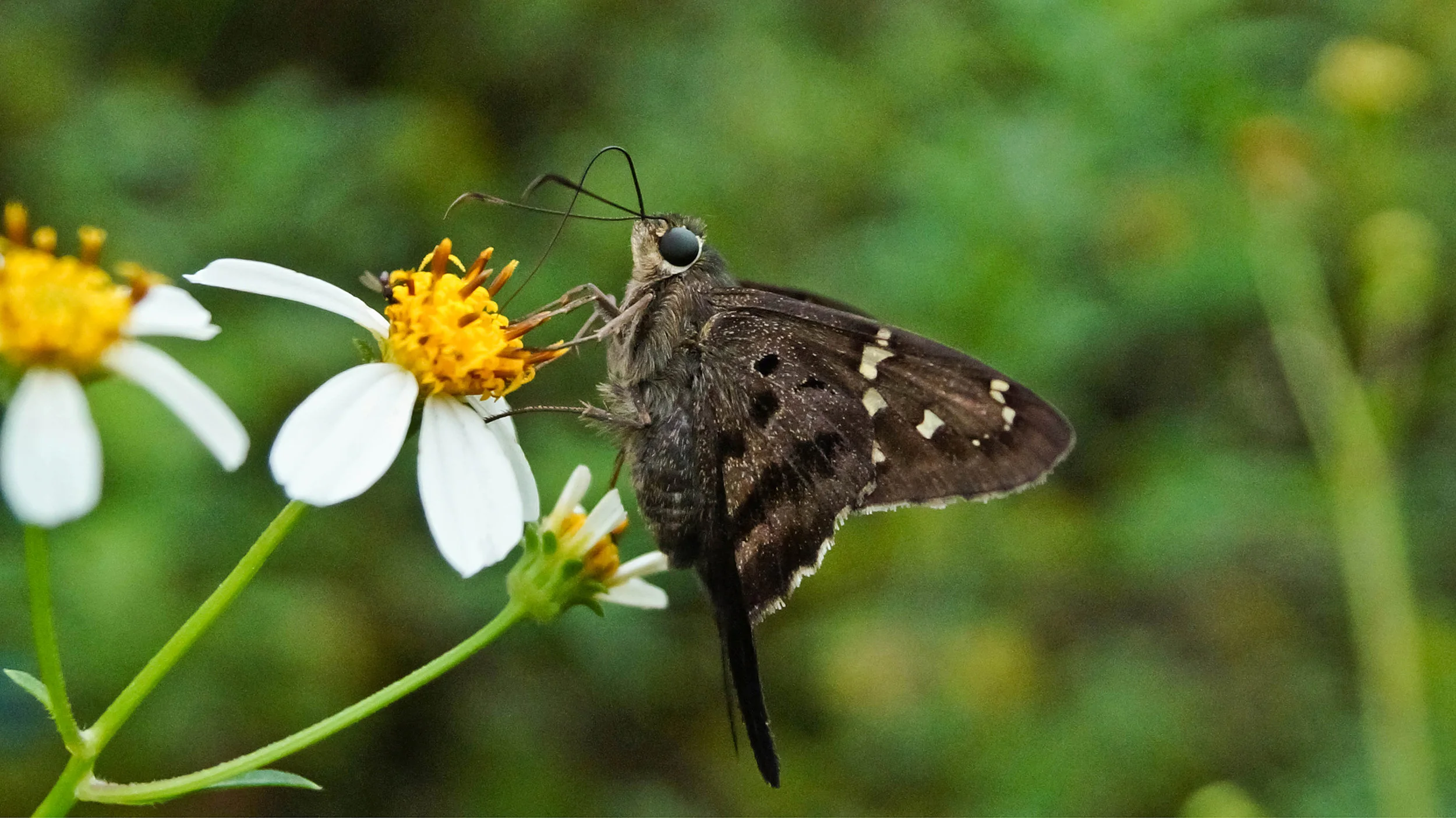 CHB0015LR.jpg