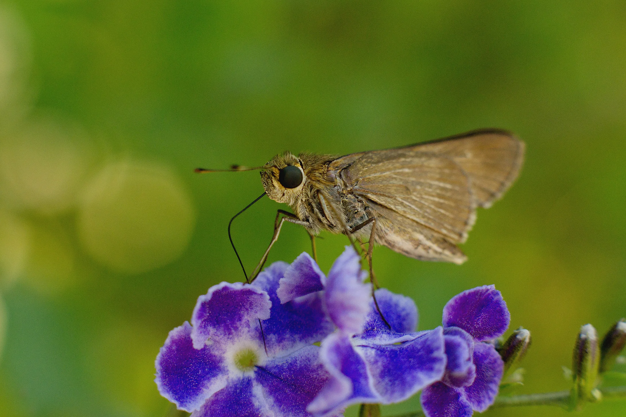CHB0028LR.jpg