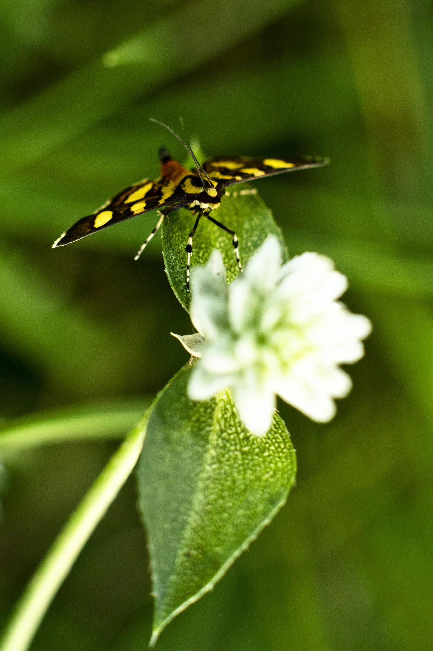 CHB0029LR.jpg