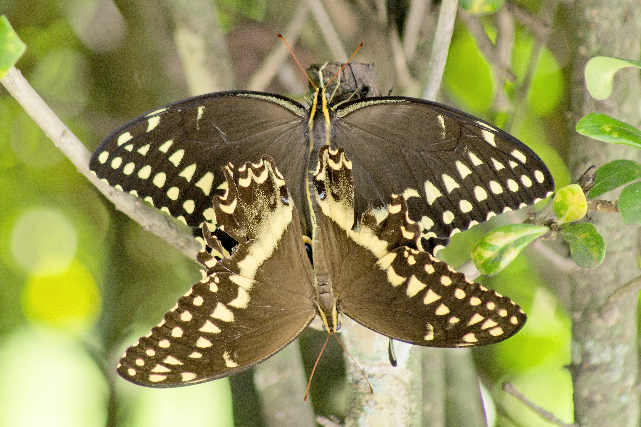 CHB0042LR.jpg