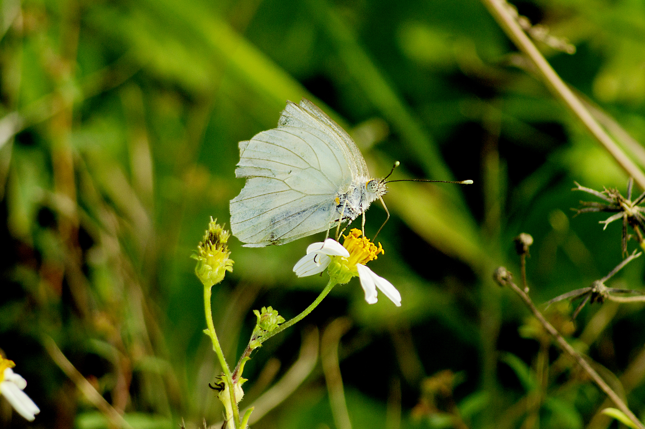 CHB0047LR.jpg