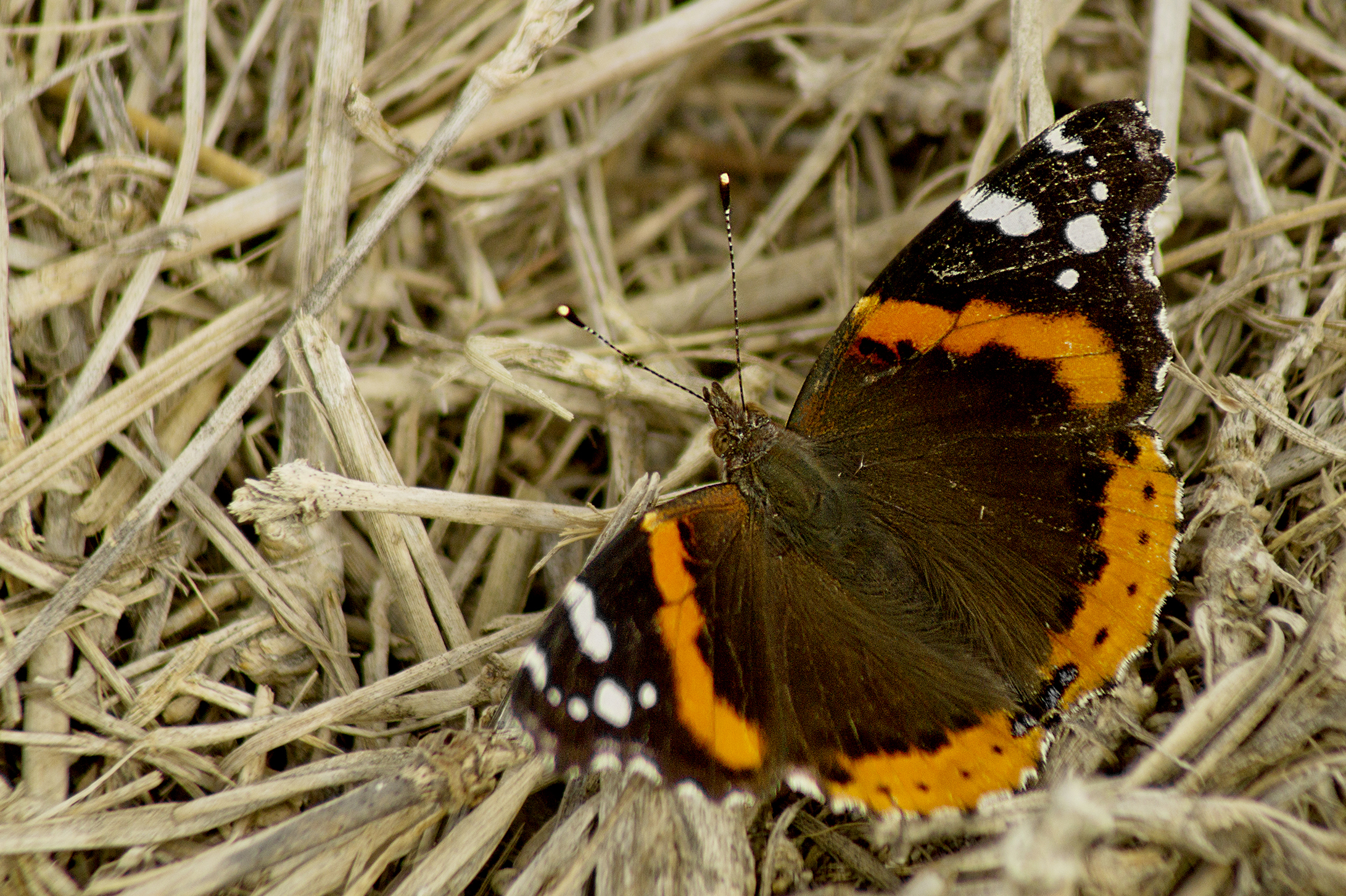 CHB0052LR.jpg