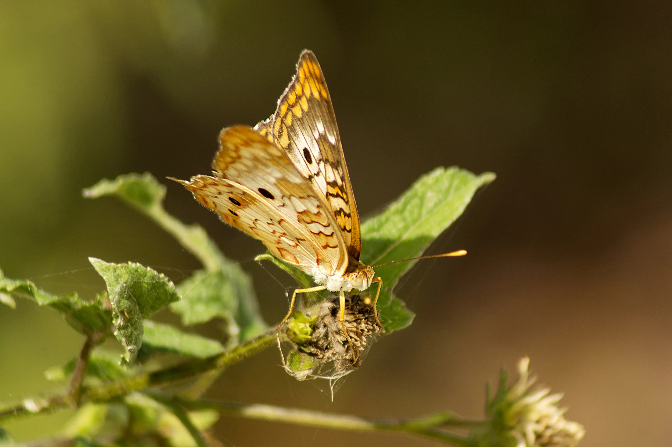 CHB0055LR.jpg