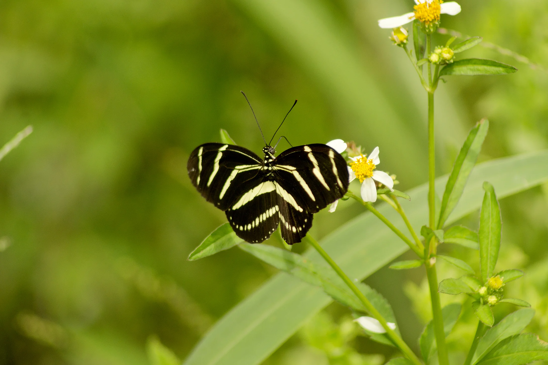 CHB0058LR.jpg