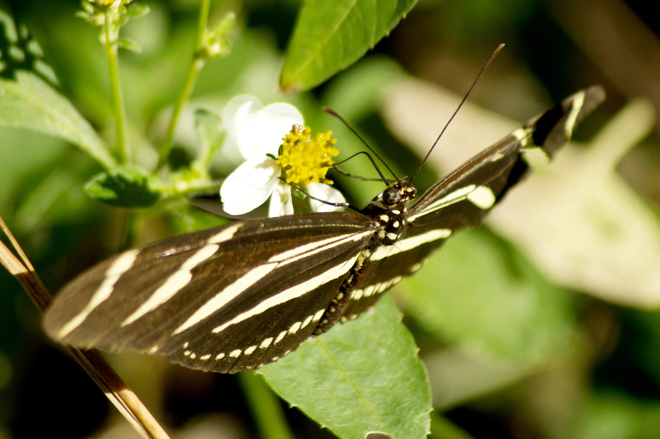 CHB0070LR.jpg