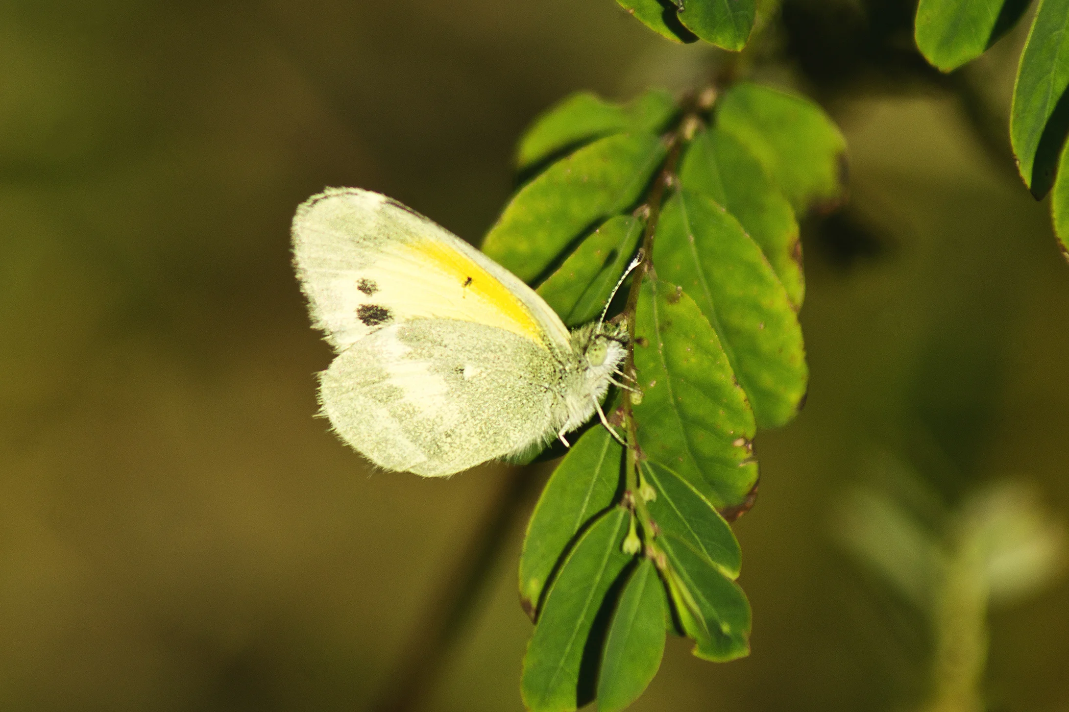 CHB0073LR.jpg