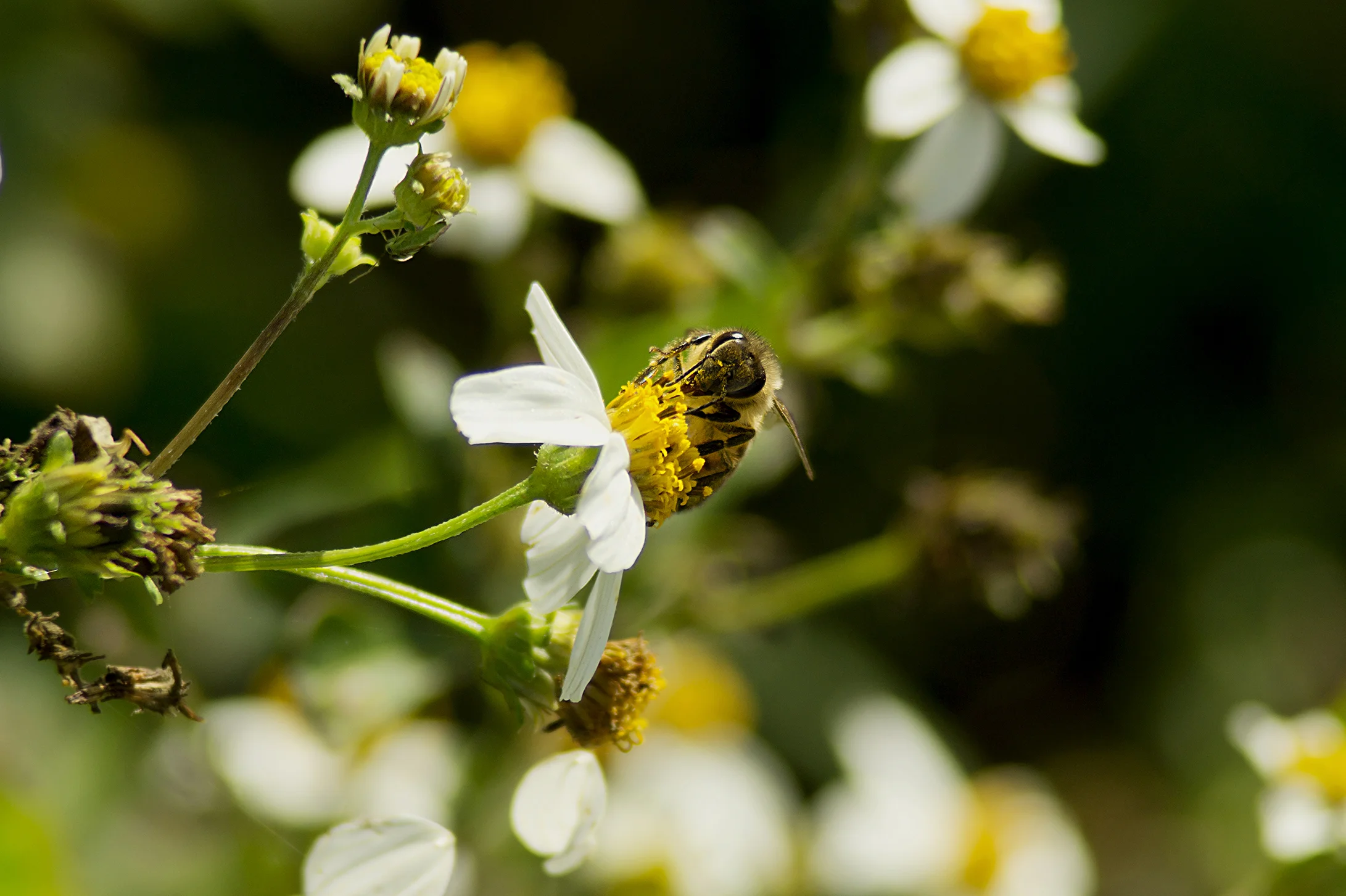 WOI0013LR.jpg