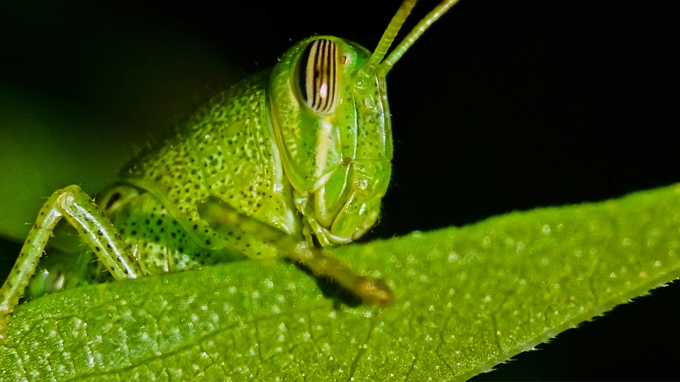 WOI0018LR.jpg
