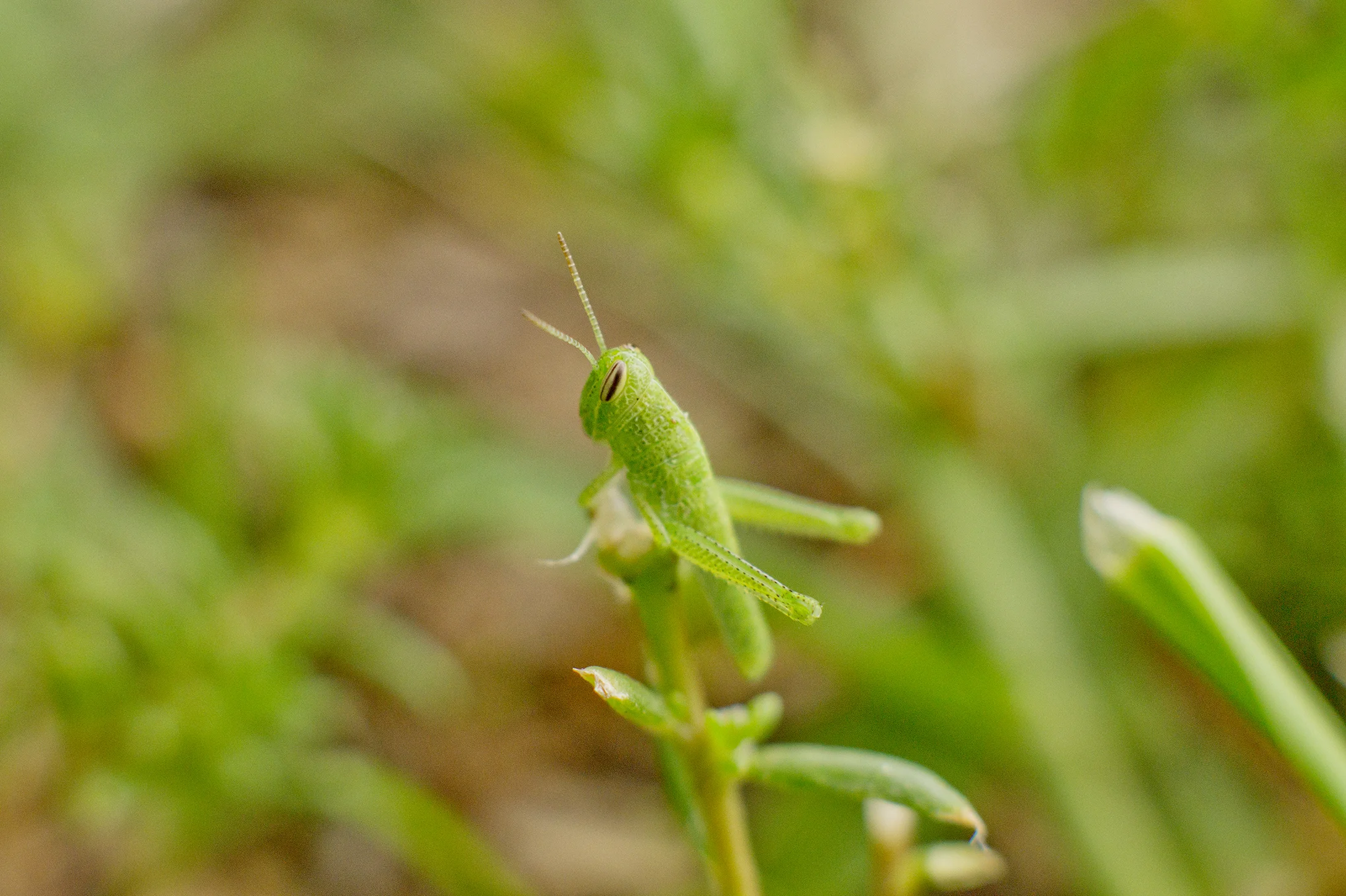 WOI0049LR.jpg