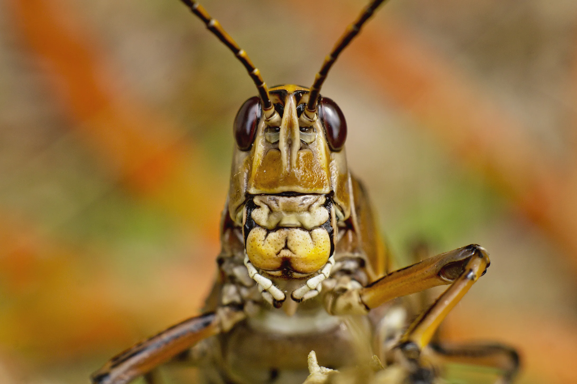 WOI0050LR.jpg