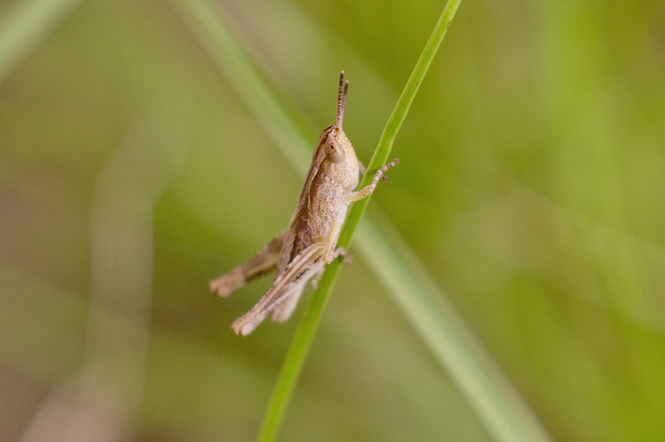 WOI0060LR.jpg