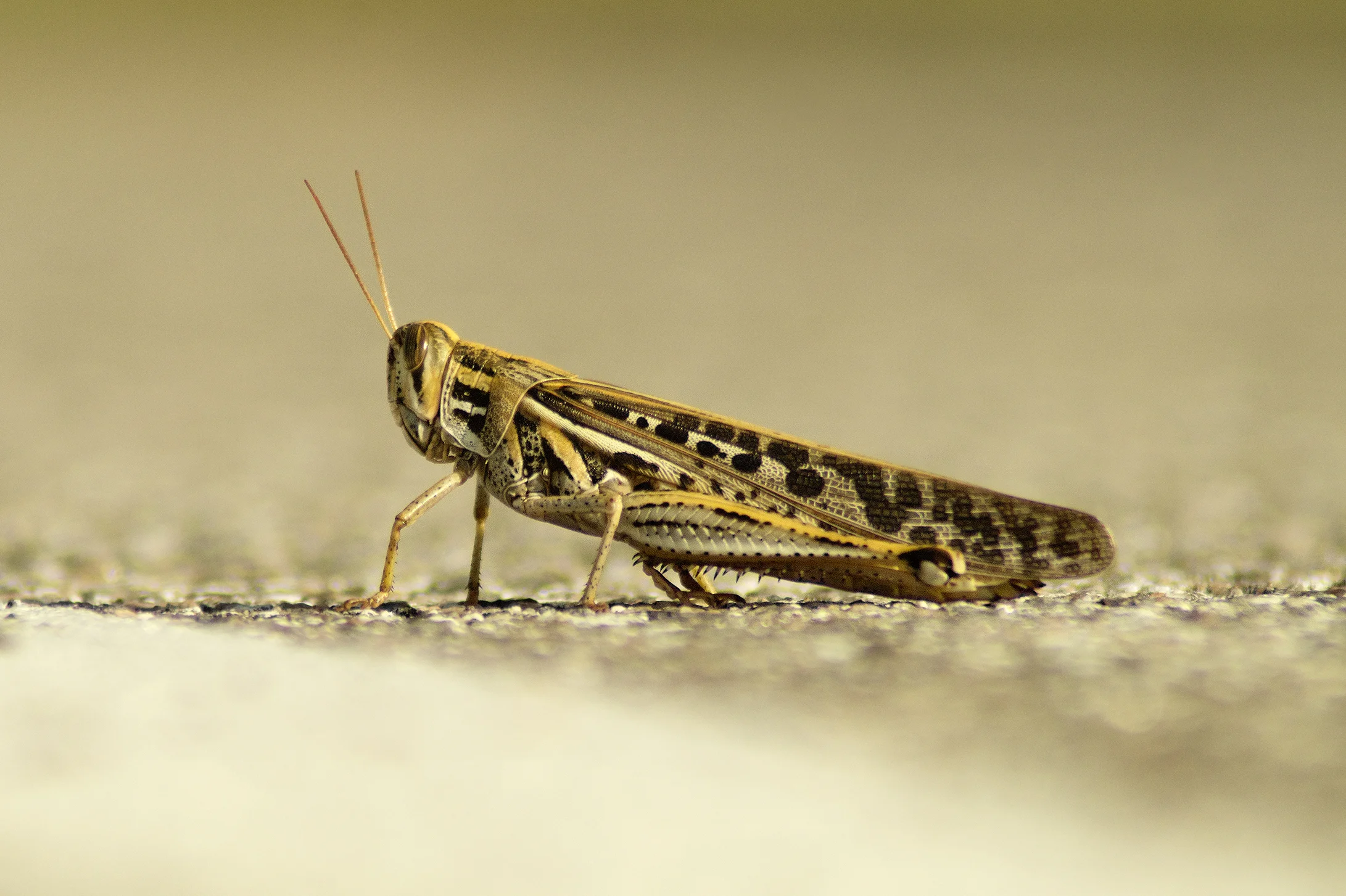 WOI0134LR.jpg
